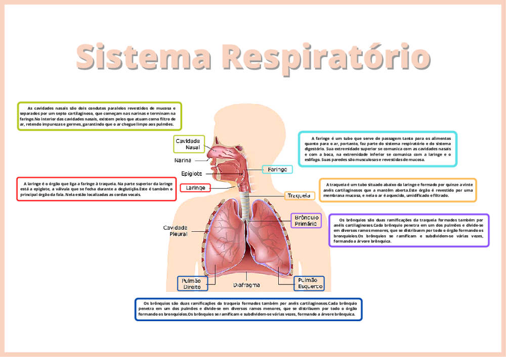 Top imagen mapa mental sistema respiratório Viaterra mx