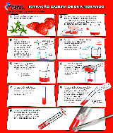 Extra O De Dna De Morangos