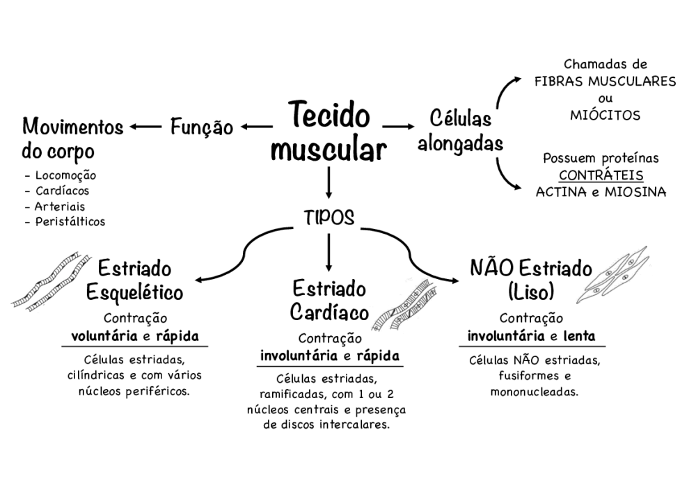 Mapa Conceitual Tecido Muscular Revoeduca