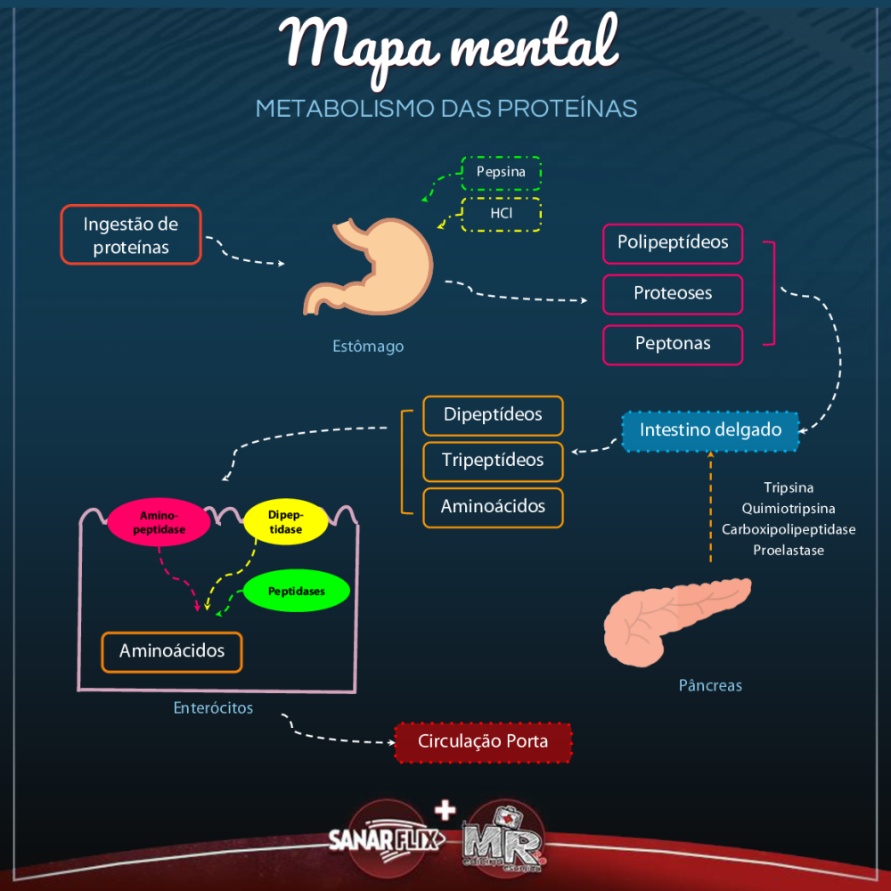 Mapa mental - Metabolismo das Proteínas - Baixar pdf de 