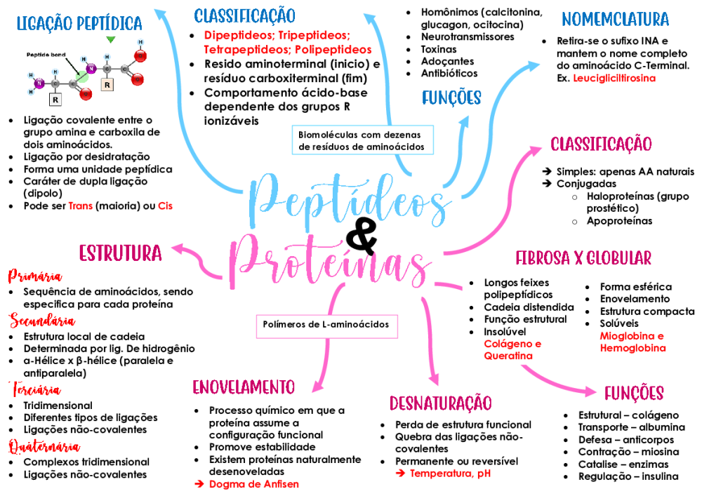 Mapa mental - Peptideos e Proteinas - Baixar pdf de 