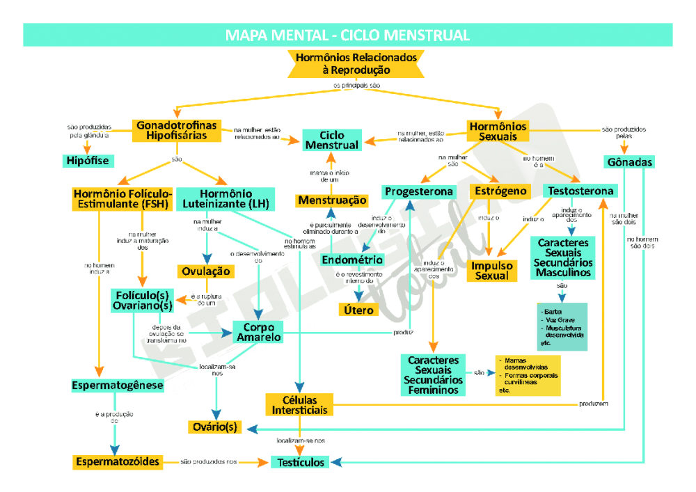 Mapa Mental ciclo-menstrual - Baixar pdf de 