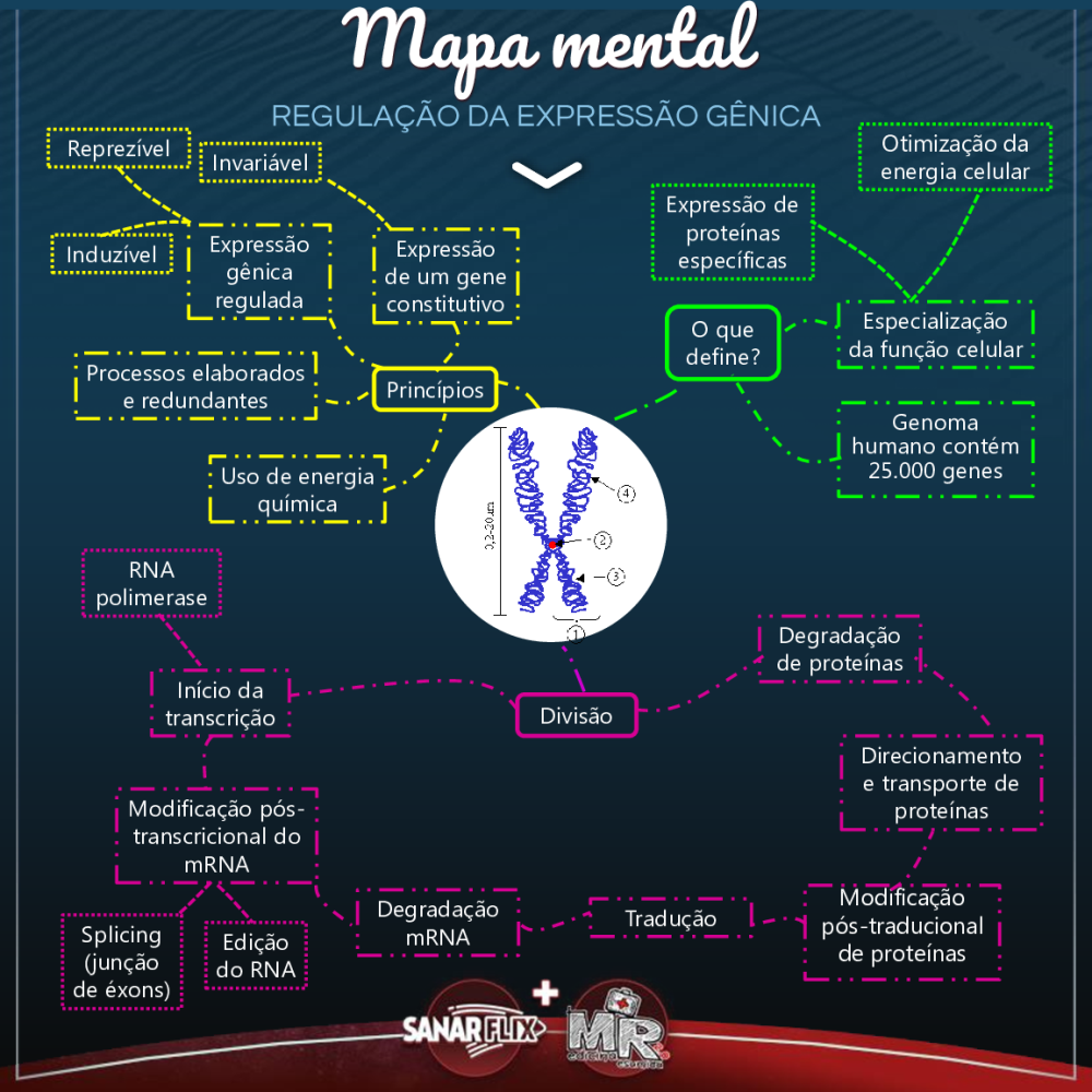 Mapa Mental Regulação da Expressão Gênica - Baixar pdf de 