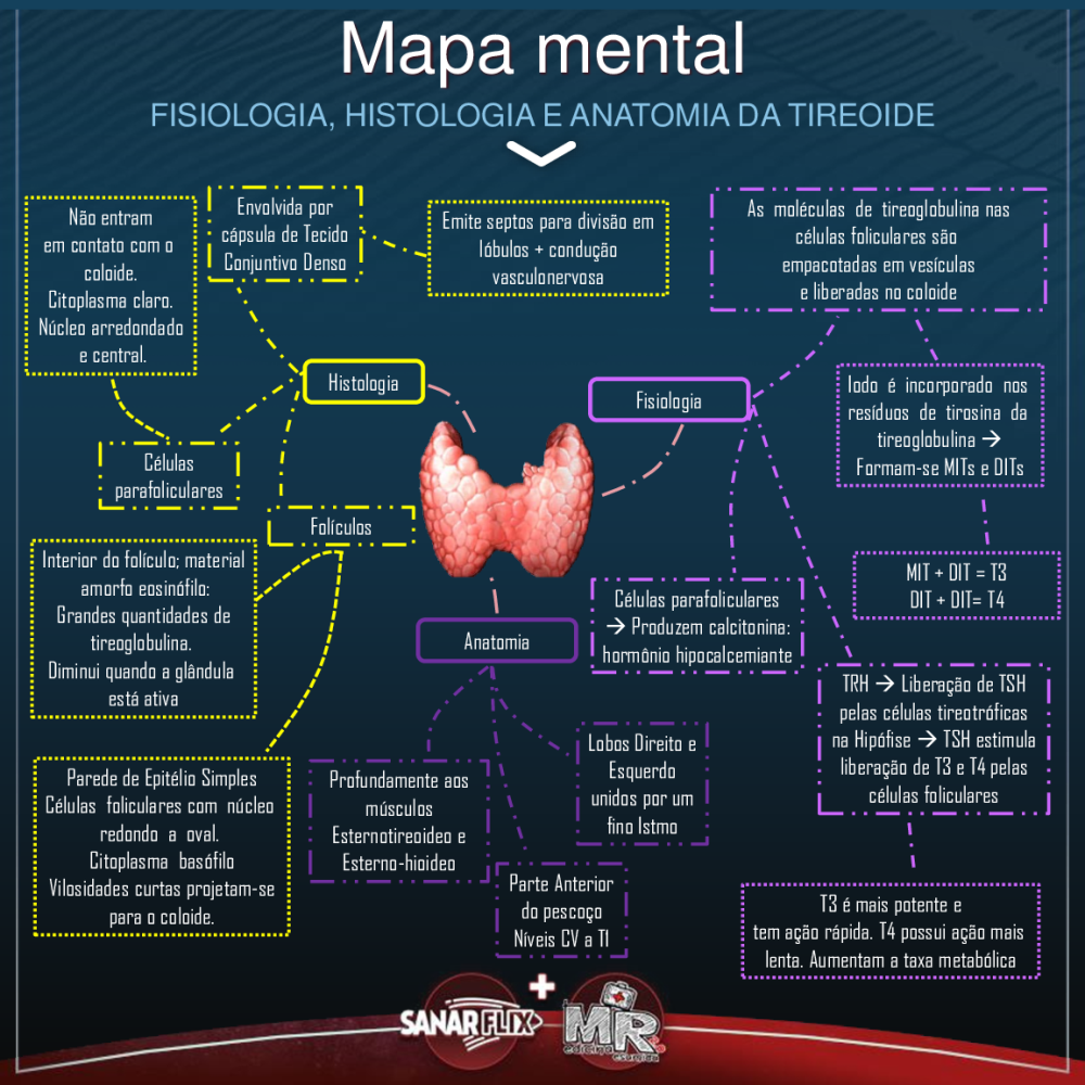 Mapa Mental Anatomia, Histologia e Fisiologia da Tireoide - Baixar pdf de  