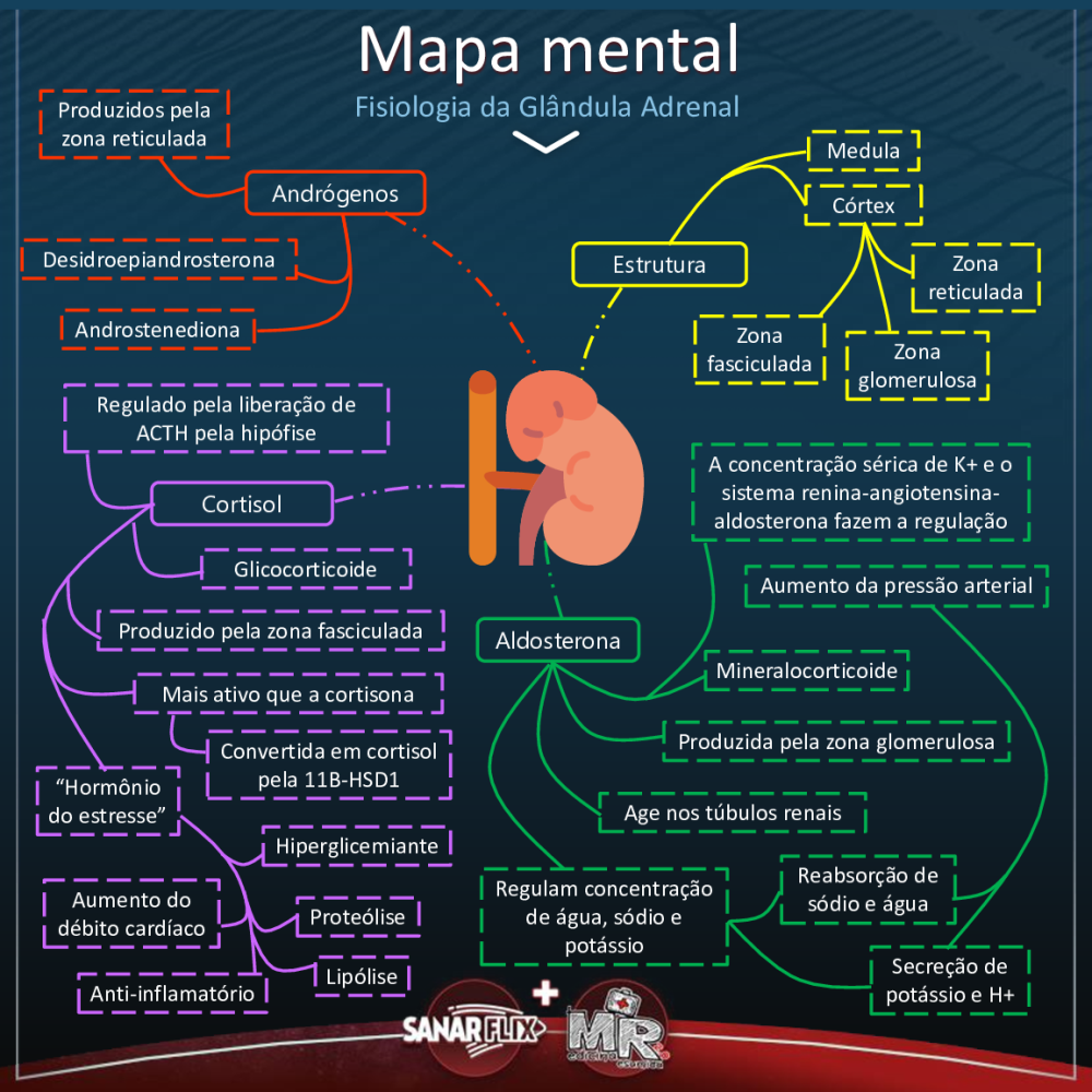 Mapa Mental Fisiologia da Glândula Adrenal - Baixar pdf de 