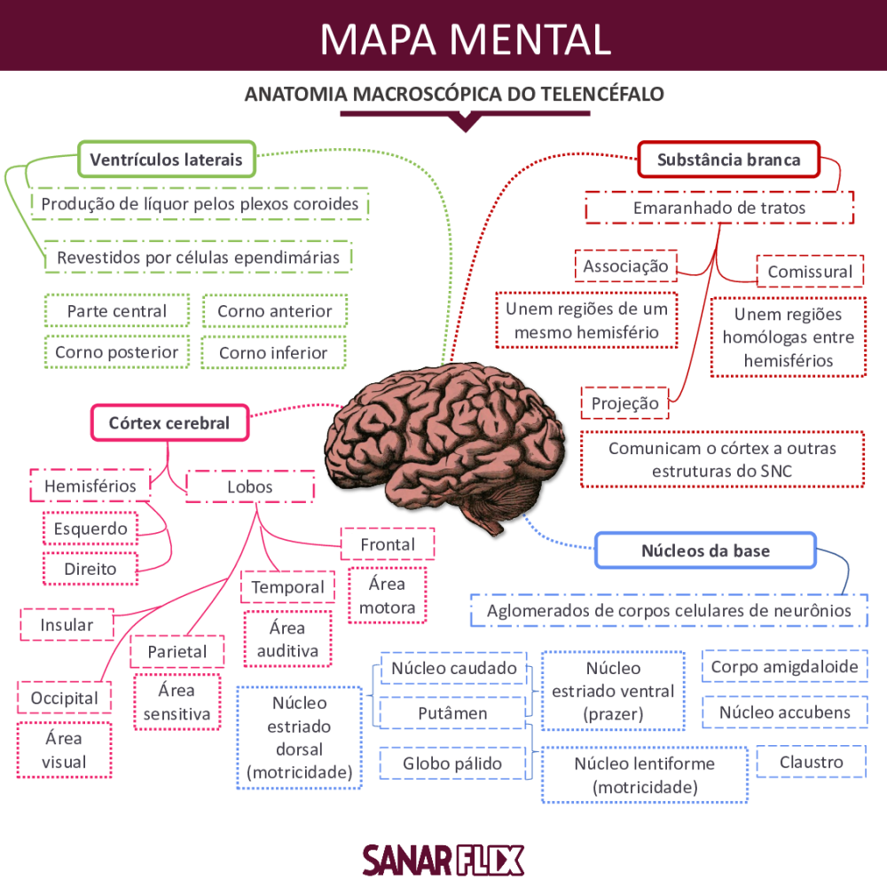 Mapa Mental Anatomia Macroscópica do Telencéfalo - Baixar pdf de 