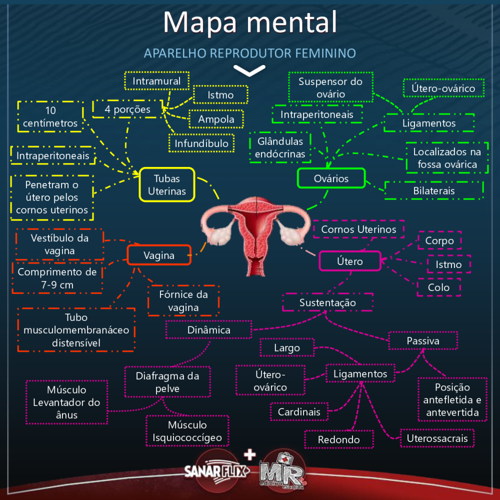 Mapa Mental Anatomia Do Sistema Reprodutor Feminino Mamas E Ciclo