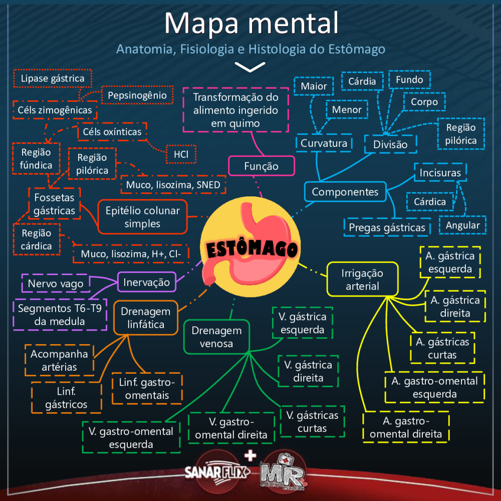 Mapa Mental Anatomia, Histologia e Fisiologia do Estômago - Baixar pdf de  