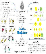 Mapa Mental - 1º Lei de Mendel - Baixar pdf de 