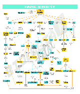 Mapa Mental) Sistema Digestório - Baixar pdf de 