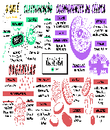 Mapa Mental Citologia - Baixar pdf de 