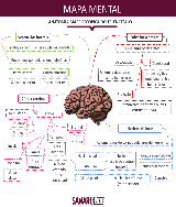 Mapa Mental Anatomia Macroscópica do Telencéfalo - Baixar pdf de 