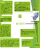 mapa mental REINO PROTISTA - Baixar pdf de 